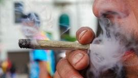 marihuana se tolera pero no venta Brugada