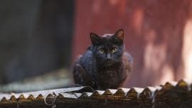 sujeto dispara rifle diabolos gatitos Xochimilco