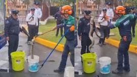 VIDEO  Hallan y rescatan serpiente en plantel Zacatenco del IPN