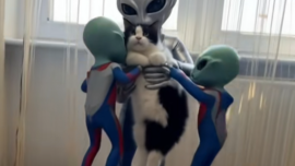 Mascotas son “abducidas” por un filtro de TikTok con temática alienígena.