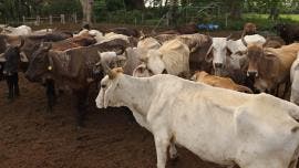 Interceptan 32 cargamentos de ganado con gusano barrenador desde noviembre