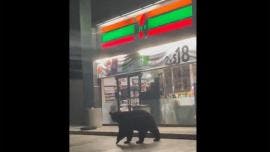 Curiosa visita de un enorme oso a una tienda 7-Eleven