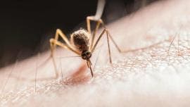 Europa enfrenta brotes más intensos de enfermedades transmitidas por mosquitos
