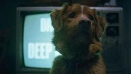 Good boy