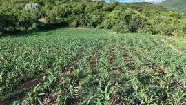 Universidad Chapingo autosuficiencia alimentaria