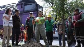 CDMX retirara mil 500 palmeras muertas.jpg