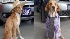 Perritos 'vendedores' enternecen a usuarios de redes 