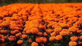 La Ciudad de México dio inicio al tradicional Festival de las Flores de Cempasúchil 2025,