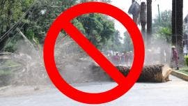 Los estípites de las palmeras retiradas serán reutilizados como mobiliario urbano en parques y espacios públicos, tras un tratamiento especializado