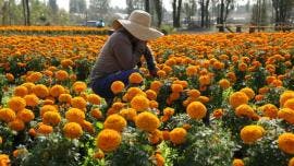 la tradición mexicana también será promovida en el extranjero, con actividades en España y Francia, donde se celebrará la fiesta del Día de Muertos en París.