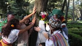 casan 11 personas arbol Parque Mexico.jpg