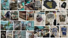 Una vez obtenida la autorización del Juez de Control, los agentes ingresaron al inmueble en un operativo conjunto.