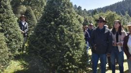 Venta de árboles navideños inició en el Estado de México