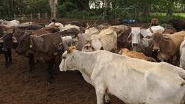 sin fecha reiniciar exportaciones ganado EU Sheinbaum.jpg