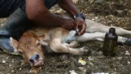 activa Sader dispositivo nacional gusano barrenador.jpg