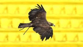 Club América, Host City Mundial 2026 