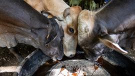 firma Sader compromisos ganaderos gusano barrenador.jpg