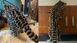 De acuerdo con el reporte oficial, un vecino de la colonia Paseo de las Lomas solicitó el apoyo de la Policía tras localizar al felino silvestre al interior de su domicilio