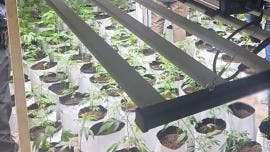 incautan 80 kilos droga Jalisco.jpg