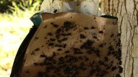 trampas artesanales contener gusano barrenador Chiapas.jpg