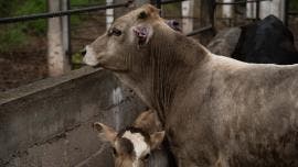 acusa PAN negligencia gusano barrenador.jpg