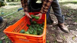 aguacate Edomex Super Bowl.jpg
