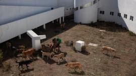 Albergue de animales