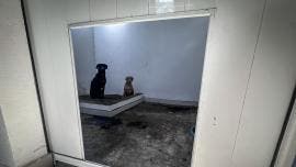 busca Congreso CDMX regular albergues animales.jpg