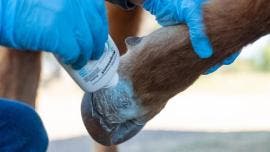 detectan barrenador Michoacan.jpg