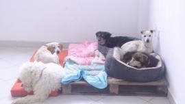 mueren seis perros Refugio Franciscano.jpg