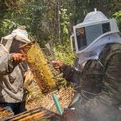 Mujeres indígenas en Chiapas subsisten y mitigan crisis climática con abejas (EFE)