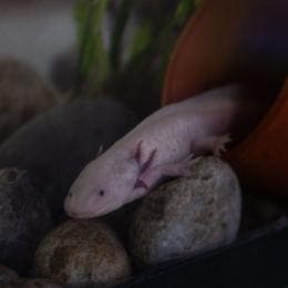 repite UNAM campana adopcion ajolote Xochimilco.jpg