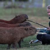 capibaras