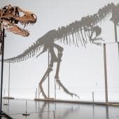 El esqueleto de un dinosaurio de hace 77 millones de años, a subasta en EU.