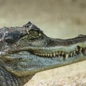 Caiman
