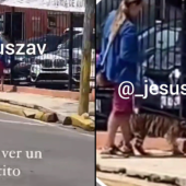 Captan a mujer paseando a su pequeño tigre en Puebla