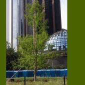 Árbol de ahuhuete en Paseo de Reforma