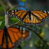 mariposa monarca Gloria Tavera