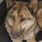 GAM perro lobo checoslovaco