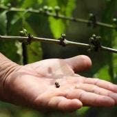 Sequía afecta el 80% de las cosechas de los cafetaleros en Chiapas 