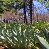 agave Mexico diversidad genetica