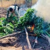 Marina destruye más de 350 kilos de marihuana en Sinaloa