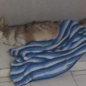 Rescatan a un coyote que vivía en la azotea de una casa en Cuautitlán