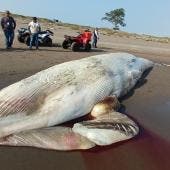 Hallan ballena muerta de más de 12 metros en playas de Nautla, Veracruz