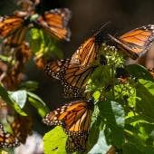 Aumenta 99% la superficie ocupada por la mariposa monarca, pese al cambio climático