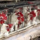 Fallece niña de tres años contagiada con influenza aviar H5N1 en Coahuila