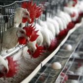 México suspende importación de productos avícolas de Brasil por brote de influenza aviar