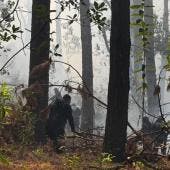 incendio forestal Mariposa Monarca Michoacan