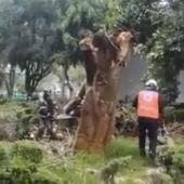 cae arbol Tlacoquemecatl del Valle mujer herida