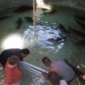 liberan 40 mil crias totoaba Baja California Sur